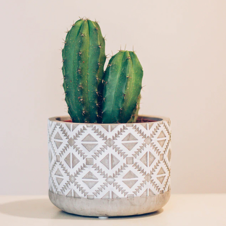 desk-cactus
