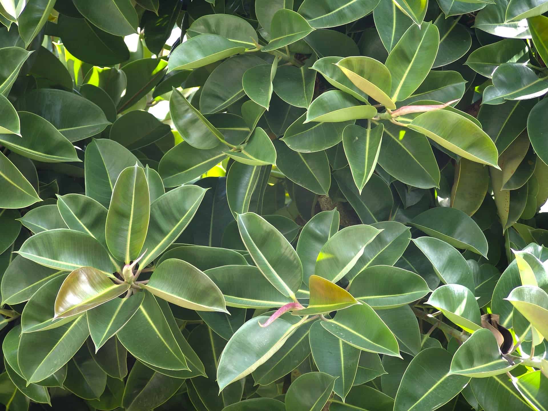 rubber-tree-1280788_1920